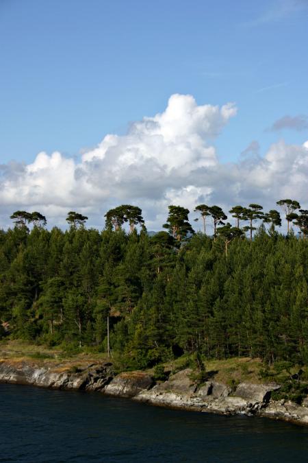 Trees by the fjord