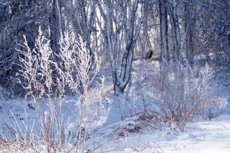 Trees Covered By Snow