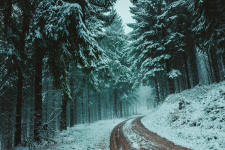 Trees Covered With Snow