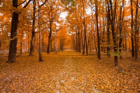 Trees during Fall