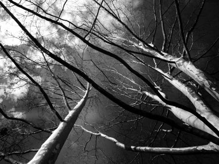 Trees Grayscale Low Angle Photography