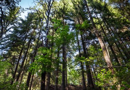 Trees growing on the slope into Gullmarsskogen ravine