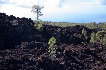 Trees Growing