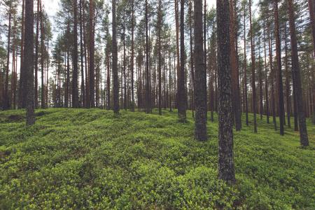 Trees in Forest with Green Groundcover