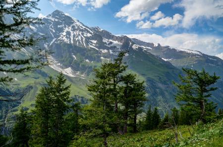 Trees in Front of Mountain