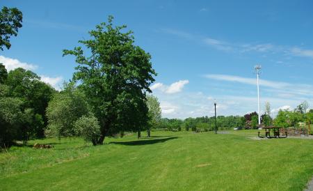 Trees in Park