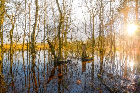 Trees In The Middle Of Body Of Water