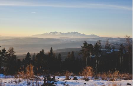 Trees Landscape Photography