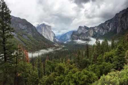 Trees Near Mountain