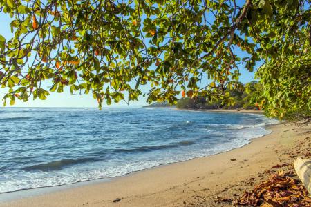 Trees Near Seashore during Golden Hour