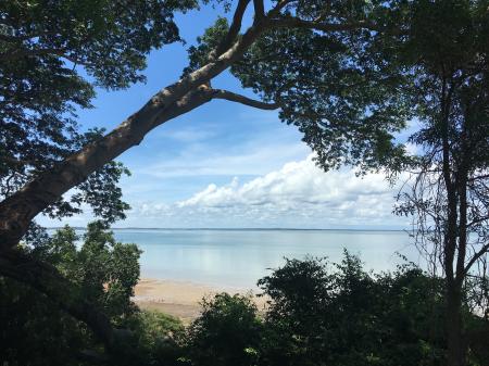 Trees on Beach Against Sky