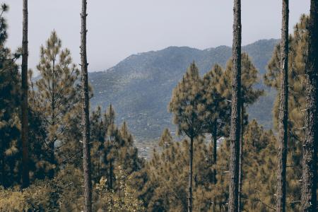 Trees On Mountain