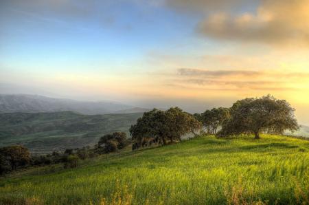 Trees Surrounded by Green Grass Field during Daytime