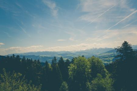 Trees Under Blue Sky during Daytime