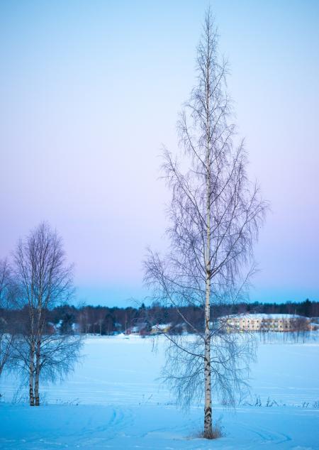 Trees Under Blue Sky