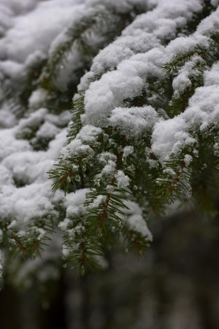 Trees under the snow