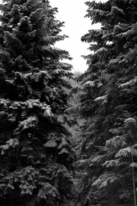 Trees under the snow