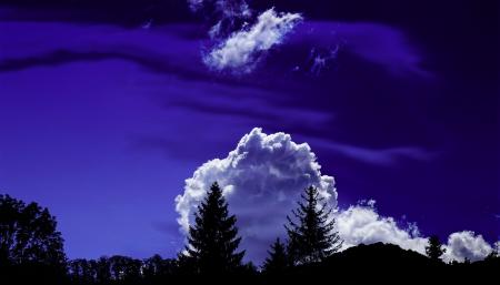 Trees Under White Clouds and Blue Sky