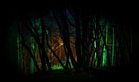 Trees With Green Light in Nighttime Photo