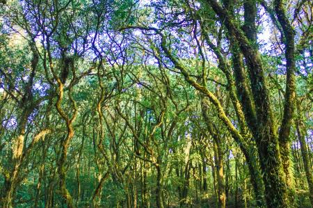 Trees With Moss