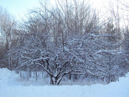 Trees With Snows