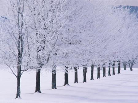 Trees With Snows