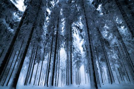 Trees With Snows