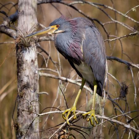 Tri-Colored Heron