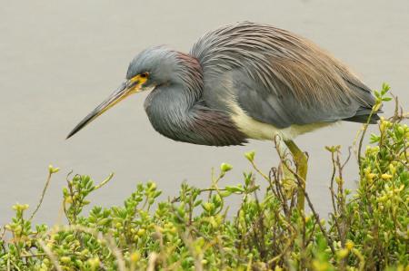 Tricolored Heron