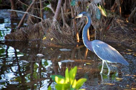 Tricolored Heron