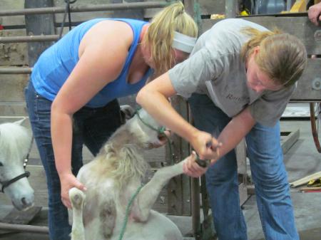 Trimming Sheep Hair