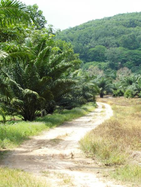 Tropical Dirt Road