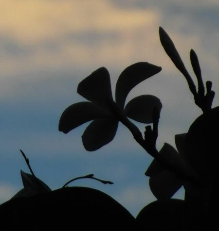 Tropical Flower Silhouette