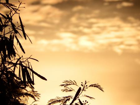 Tropical Trees Silhouette at Sunset