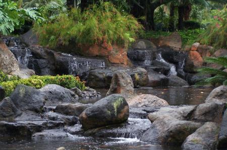 Tropical Water Garden