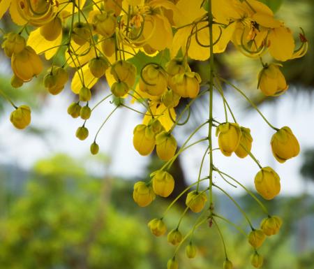 Tropical Yellow Blossom Tree