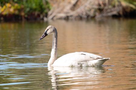 Trumpeter Swan