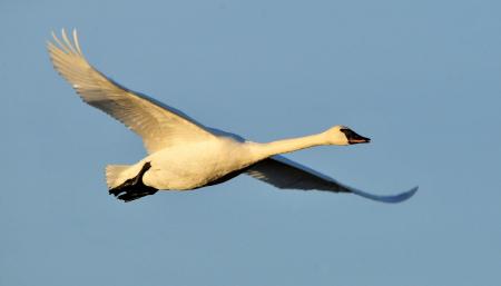 Trumpeter Swan