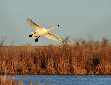 Trumpeter Swan