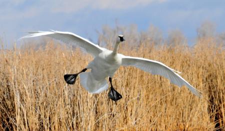 Trumpeter Swan