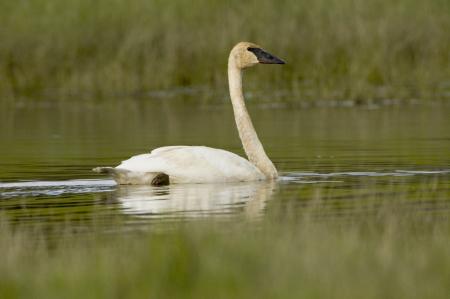 Trumpeter Swan