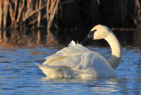 Trumpeter Swan