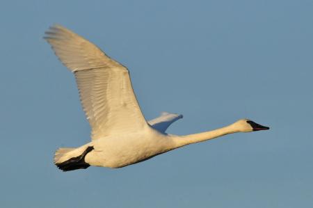 Trumpeter Swan