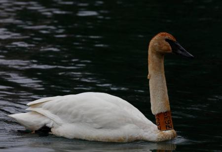 Trumpeter Swans