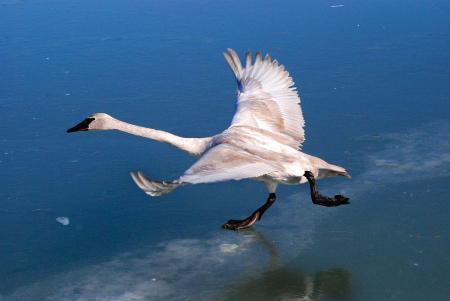 Trumpeter Swans