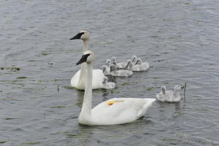 Trumpeter Swans