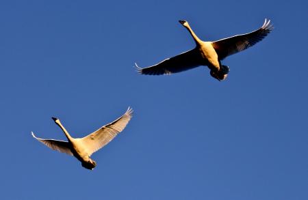 Trumpeter Swans