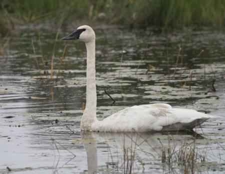 Trumpeter Swans