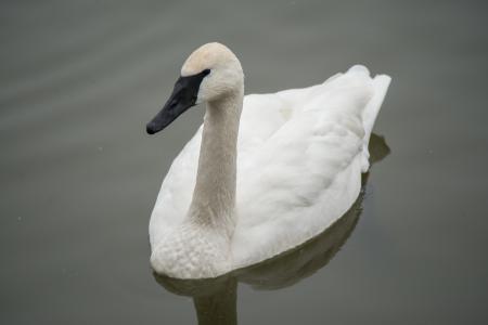 Trumpeter Swans