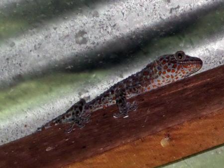Tu-ke lizard